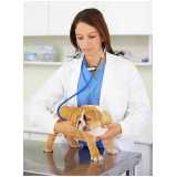 clínica veterinária especializada em gatos e cachorros Lomba do Pinheiro