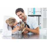 consulta veterinária cachorro Centro Esteio