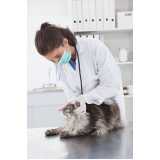 consulta veterinária de gatos marcar Santa Cruz