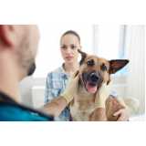 consulta veterinária dermatológica para cachorro marcar Colina
