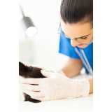 consulta veterinária para animais de estimação Aberta dos Morros