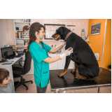 consulta veterinária para animais marcar Glória