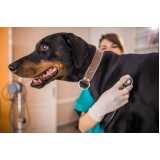 consulta veterinária para animais Santa Cruz