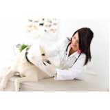 consulta veterinária para cachorro marcar Santa Cecília