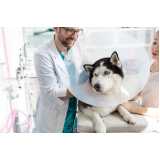 consulta veterinária para cachorro Santa Cecília