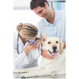consulta veterinária para cachorros marcar Santa Cecília