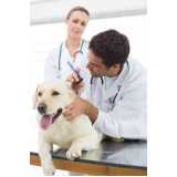 consulta veterinária para cachorros Vila Eunice Velha