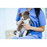 contato de clínica veterinária com farmácia animal Independência