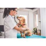 contato de clínica veterinária de cães e gatos Auxiliadora