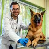 contato de clínica veterinária especializada em cães e gatos Vila Jardim