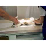 exame eletrocardiograma para animais São Vicente