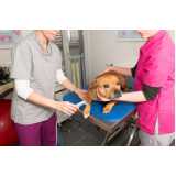 laserterapia cachorro Santa Cruz