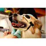 laserterapia para animais domésticos marcar Santo André