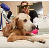 laserterapia para animais domésticos Chapéu do Sol