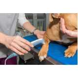 laserterapia para animais marcar Cristal