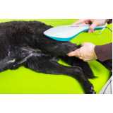laserterapia para cachorro marcar Santa Cruz