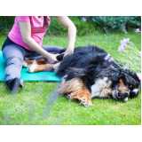 laserterapia para cães marcar Anchieta