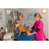 laserterapia para gatos e cachorros marcar Gerdau