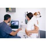 onde agendar ortopedista para cachorro Olaria Canoas