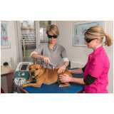 onde faz laserterapia para cães e gatos Centro de Canoas