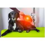 onde faz laserterapia para cães Vila Eunice Velha