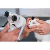 onde faz laserterapia para gato Centro Esteio
