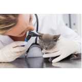 onde marcar consulta veterinária de gatos Praia de Belas