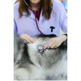 onde marcar consulta veterinária para cachorro Morada do Vale I