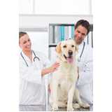 onde marcar consulta veterinária para cachorros Cecília