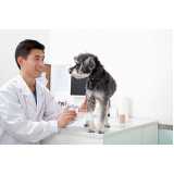 ortopedia para animais de médio porte agendar Bom Fim