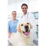 ortopedia para cachorro agendar Bela Vista