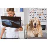 ortopedia para cachorro de grande porte Restinga