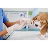 ortopedia para cachorro de pequeno porte Higienópolis
