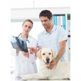 Ortopedia para Cachorro
