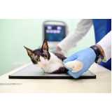 Ortopedista para Gatos