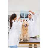 ortopedista de cachorro Centro Esteio