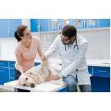ortopedista para cachorro Estância Velha