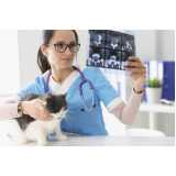 ortopedista para gatos Restinga
