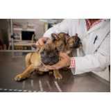 vacina antirrábica para cães agendar Santa Tereza