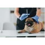 vacina antirrábica para cães Olaria Canoas