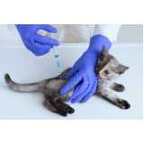 vacina antirrábica para gato agendar Lami