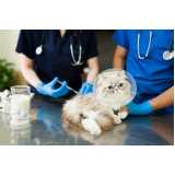 vacina de raiva gato agendar Santa Rosa Lima