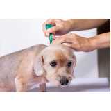 vacina de raiva para cachorro agendar Santa Tereza