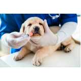 vacina de raiva para cachorro Sarandi