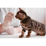 vacina de raiva para gatos Rubem Berta