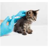 vacina para filhote de gato agendar Restinga