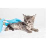 vacina para filhote de gato Bom Fim