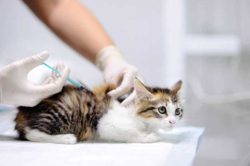 Vacina Antirrábica Animal Agendar Lomba Pinheiro - Vacina para Gato V4