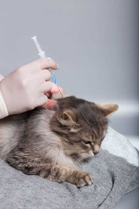 Vacina Antirrábica Animal Parque Granja Esperanca - Vacina para Gato V4