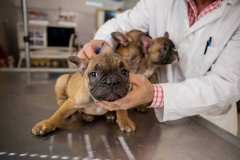 Vacina Antirrábica para Cães Agendar Passo das Pedras - Vacina de Raiva Gato